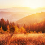 Birch Forest In Sunny Afternoon While Autumn Season. Birch Forest In Sunny Afternoon While Autumn Season.